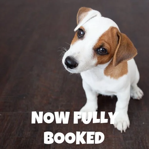 Puppy School Course - Brockham 