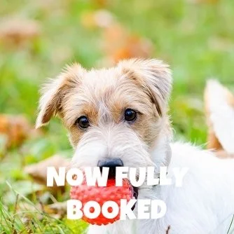 Puppy School Course - Reigate, South Park Scout Hut