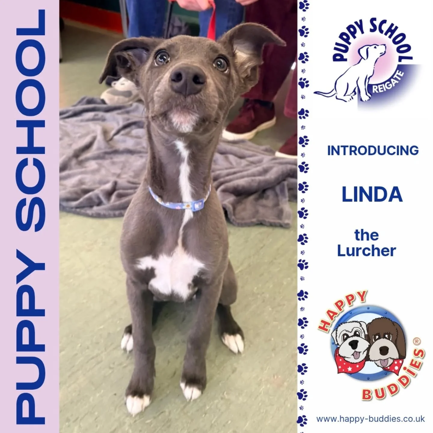 🐶 𝗪𝗲𝗹𝗰𝗼𝗺𝗲 𝗣𝘂𝗽𝗽𝗶𝗲𝘀 🐶

A huge welcome to our newest Puppy Schoolers who started their training journey with us today in Reigate!

Katie was delighted to meet such a lovely group of puppies and she has completely fallen in love with ever