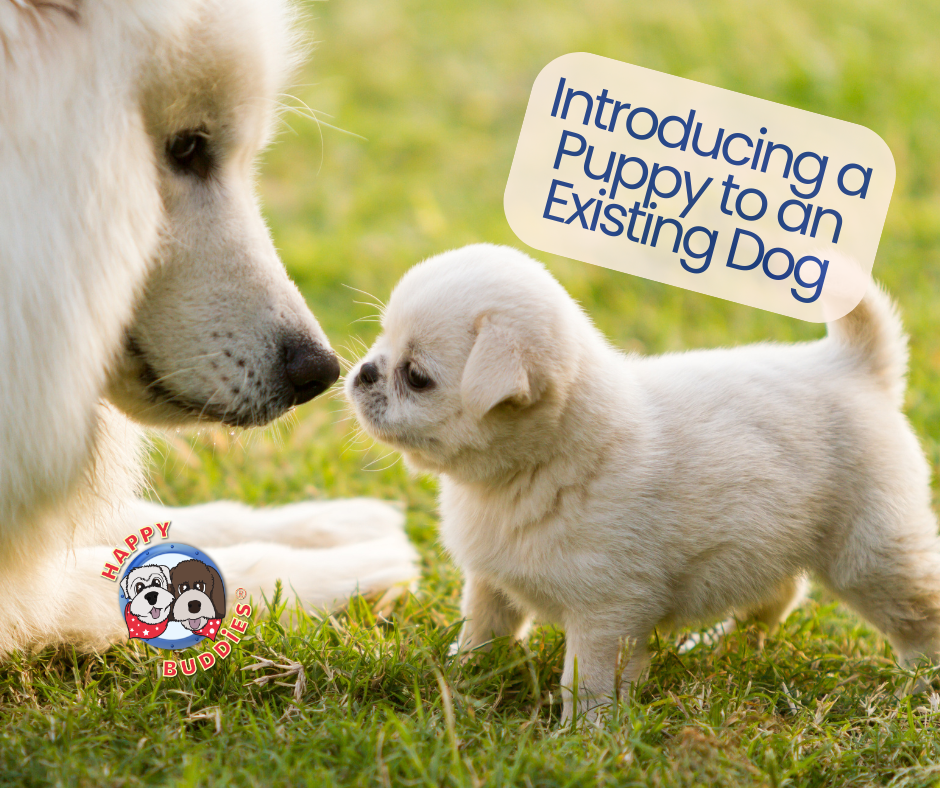 Introducing a Puppy to a Home with an Existing Dog: How to Build a Safe and Successful Relationship
