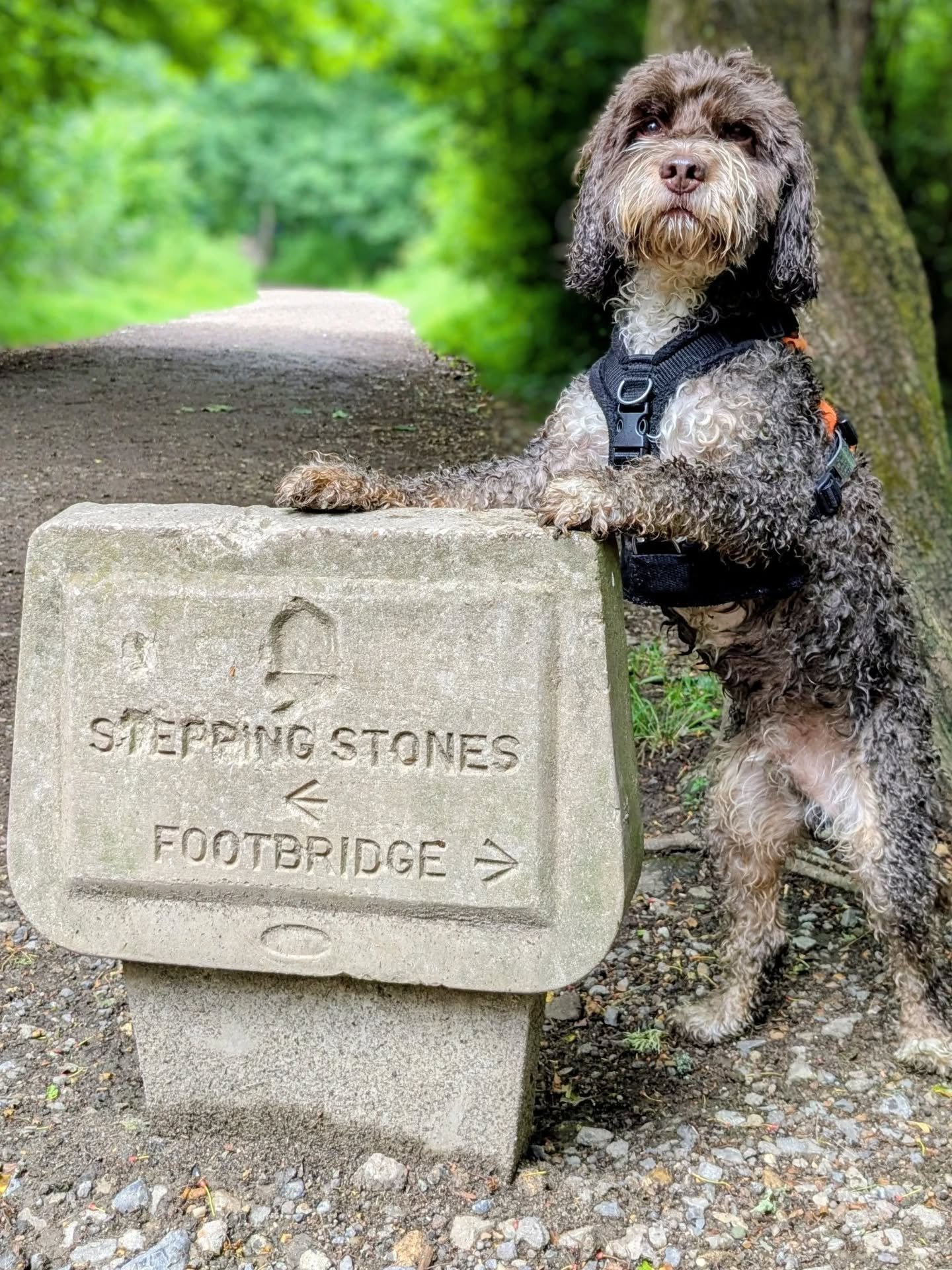 Well today was a bit of a disaster! 

We made it to the Stepping Stones on our new walk that I posted about a few days ago but unfortunately, just after the photo of Fudge was taken, Buddy went completely lame on his left leg 😭. 

We were about an h