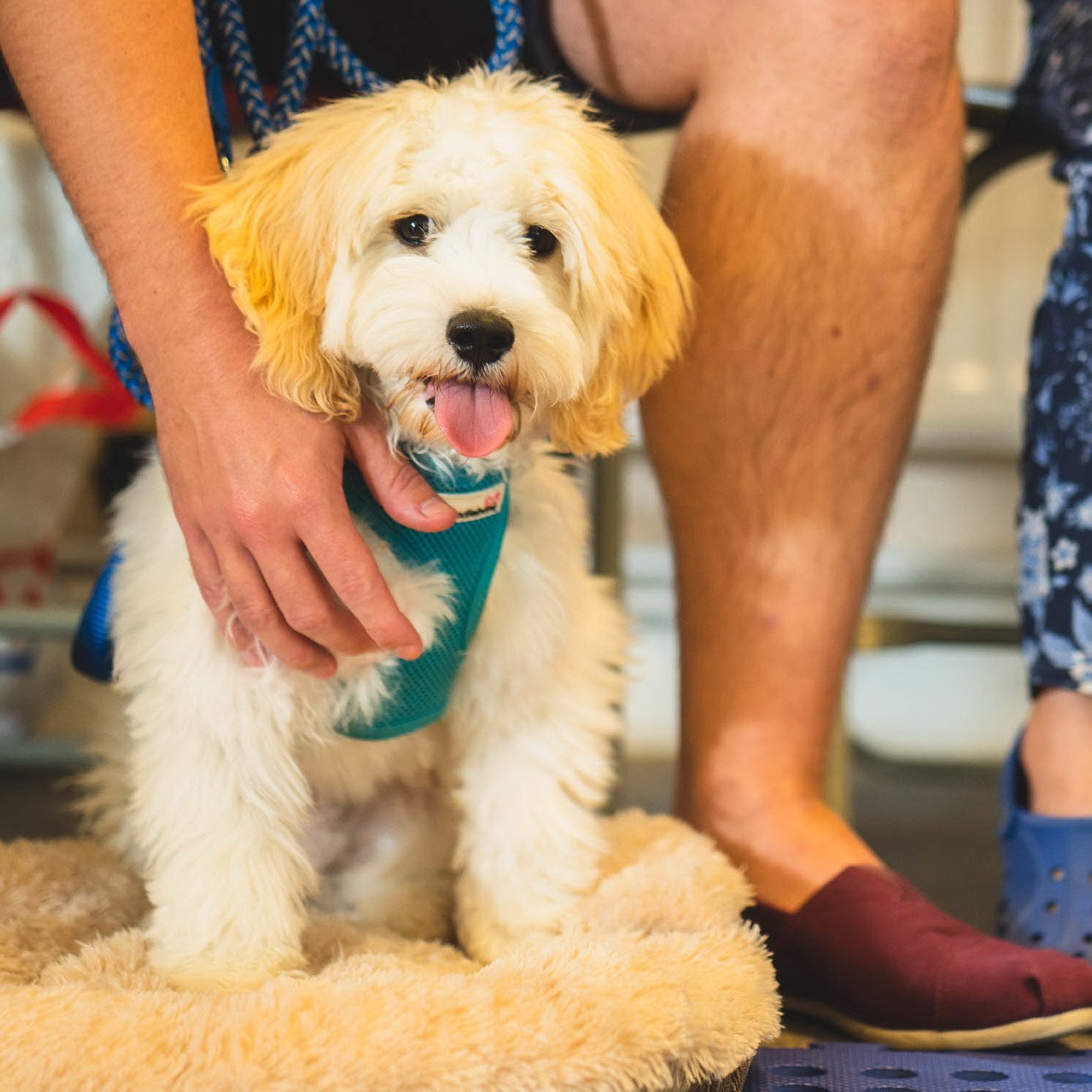Puppy School Course - Reigate, South Park Scout Hut