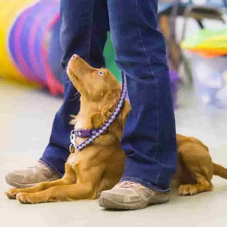 Puppy School Course - Reigate, South Park Scout Hut 