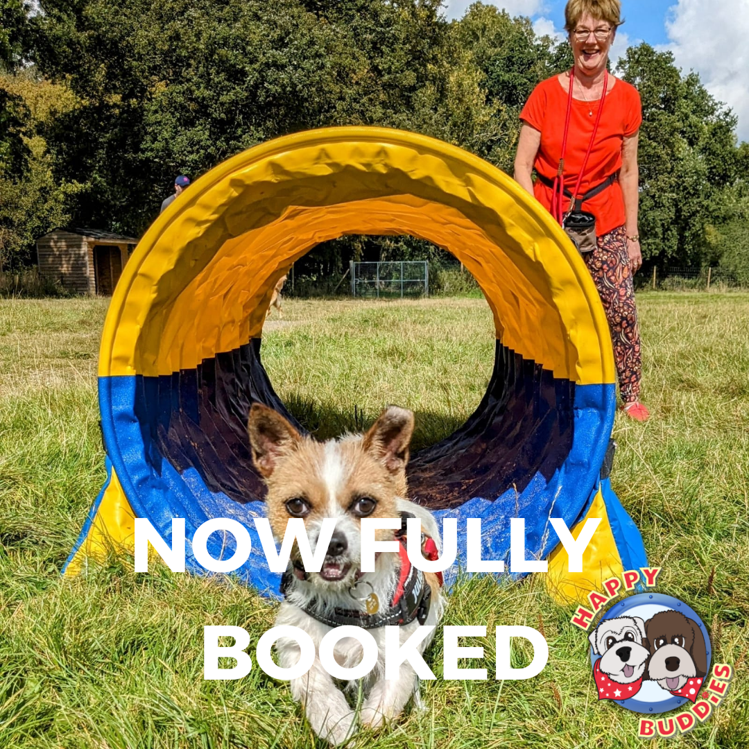 Canine Hoopers LEVEL 3 Course - Downs Meadow Stables (Dorking) 