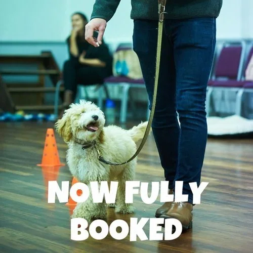 Puppy School Course - Reigate, South Park Scout Hut