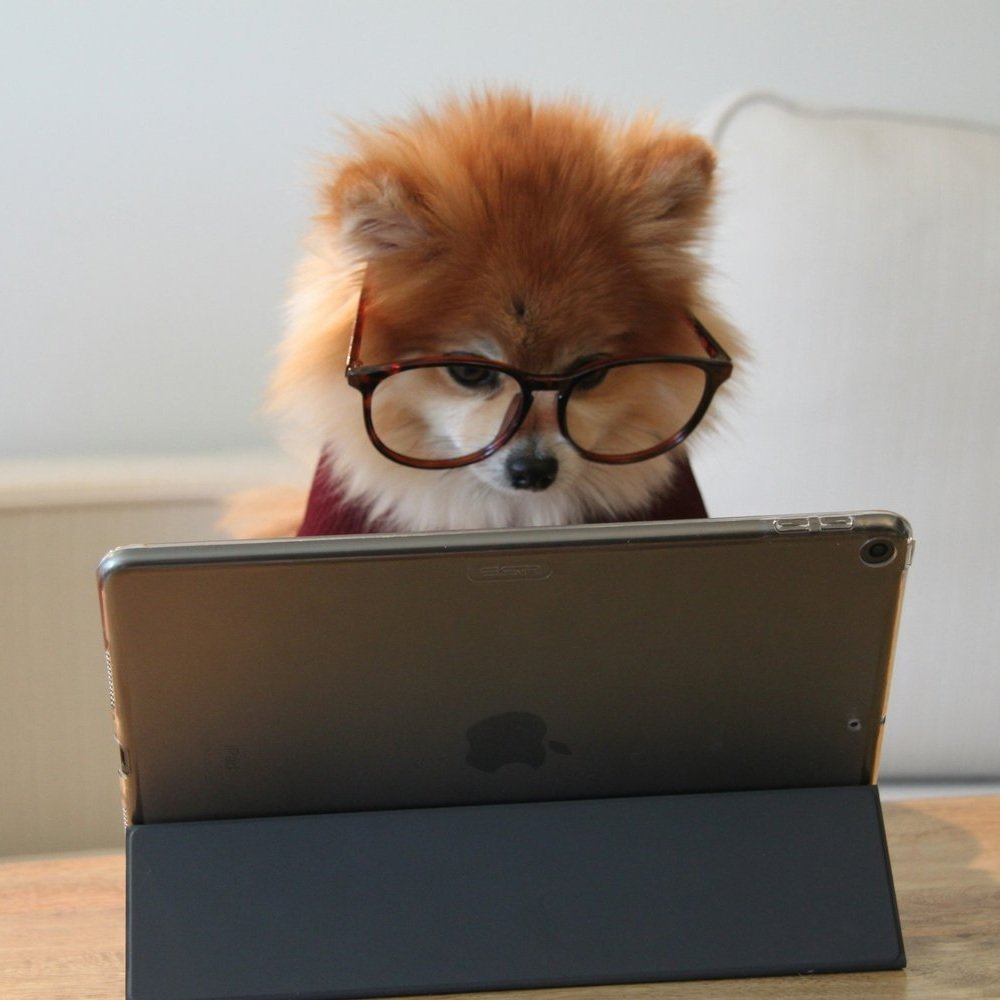 Website+Dog+University.jpg