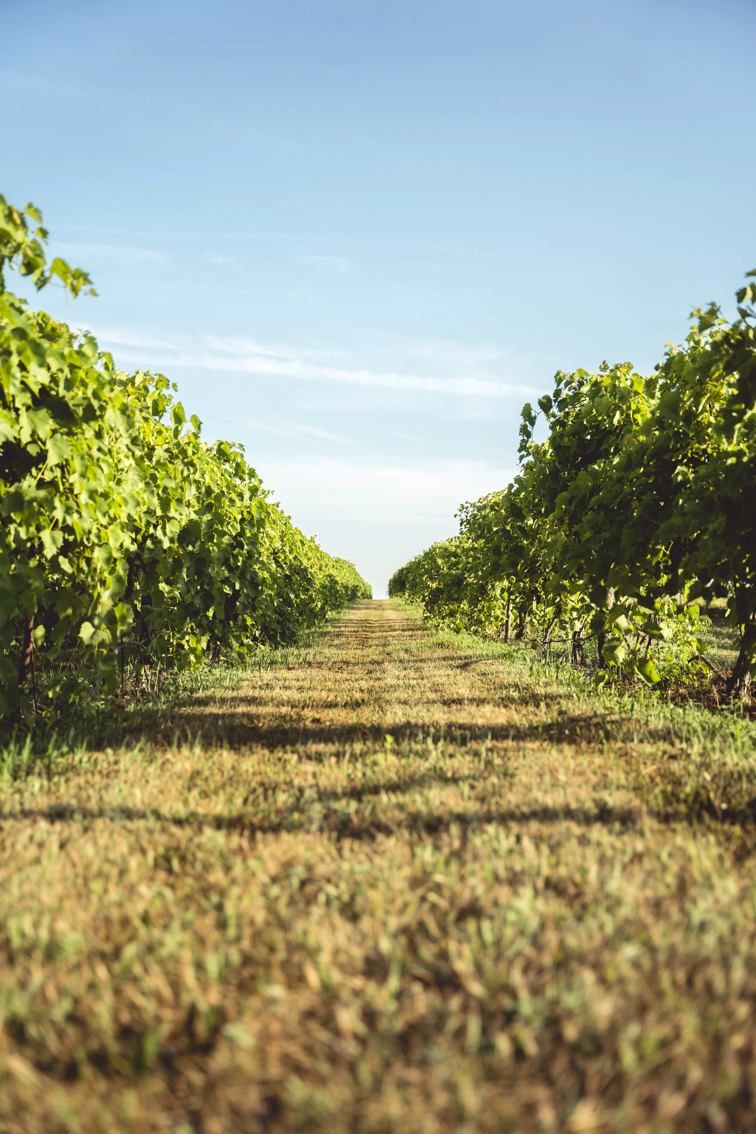 Nebraska Wine Passport