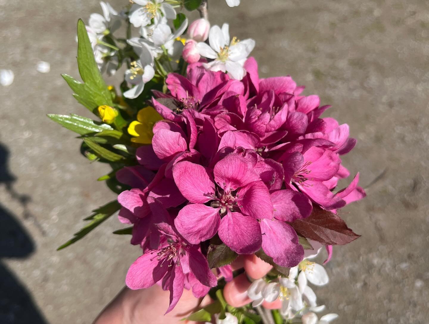 The process of a flower press workshop:
1. I walk around my neighbourhood and forage flowers from agreeable neighbours.
2. I hike 1-2 trails inside the city to grab a few more wildflowers. 
3. I speak to other folks on the trails about what I&rsquo;m