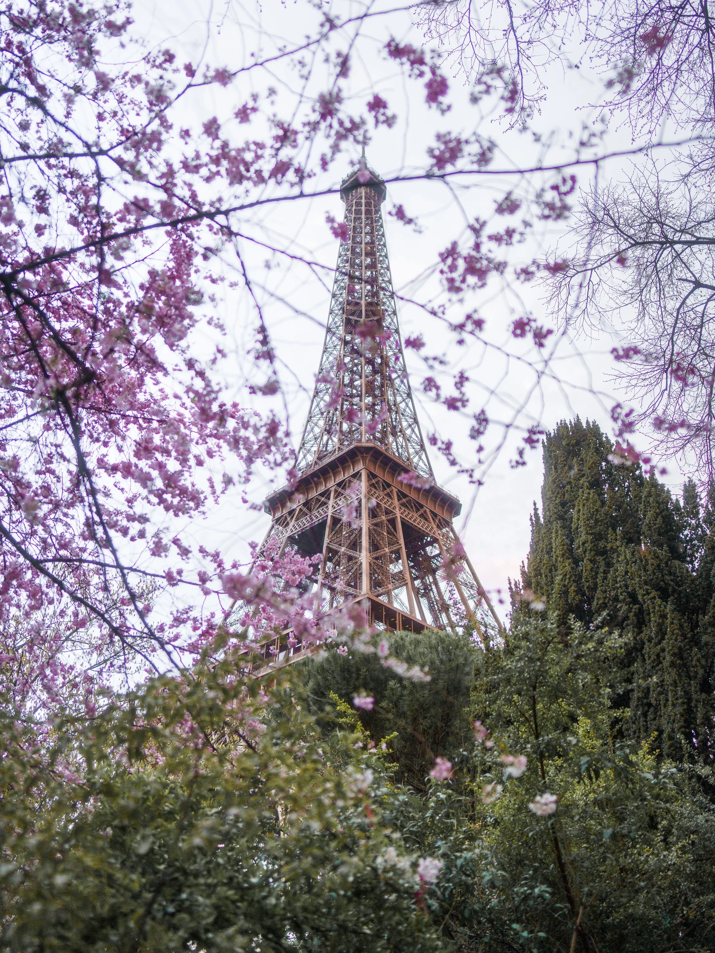 Blossom In Paris, Paris