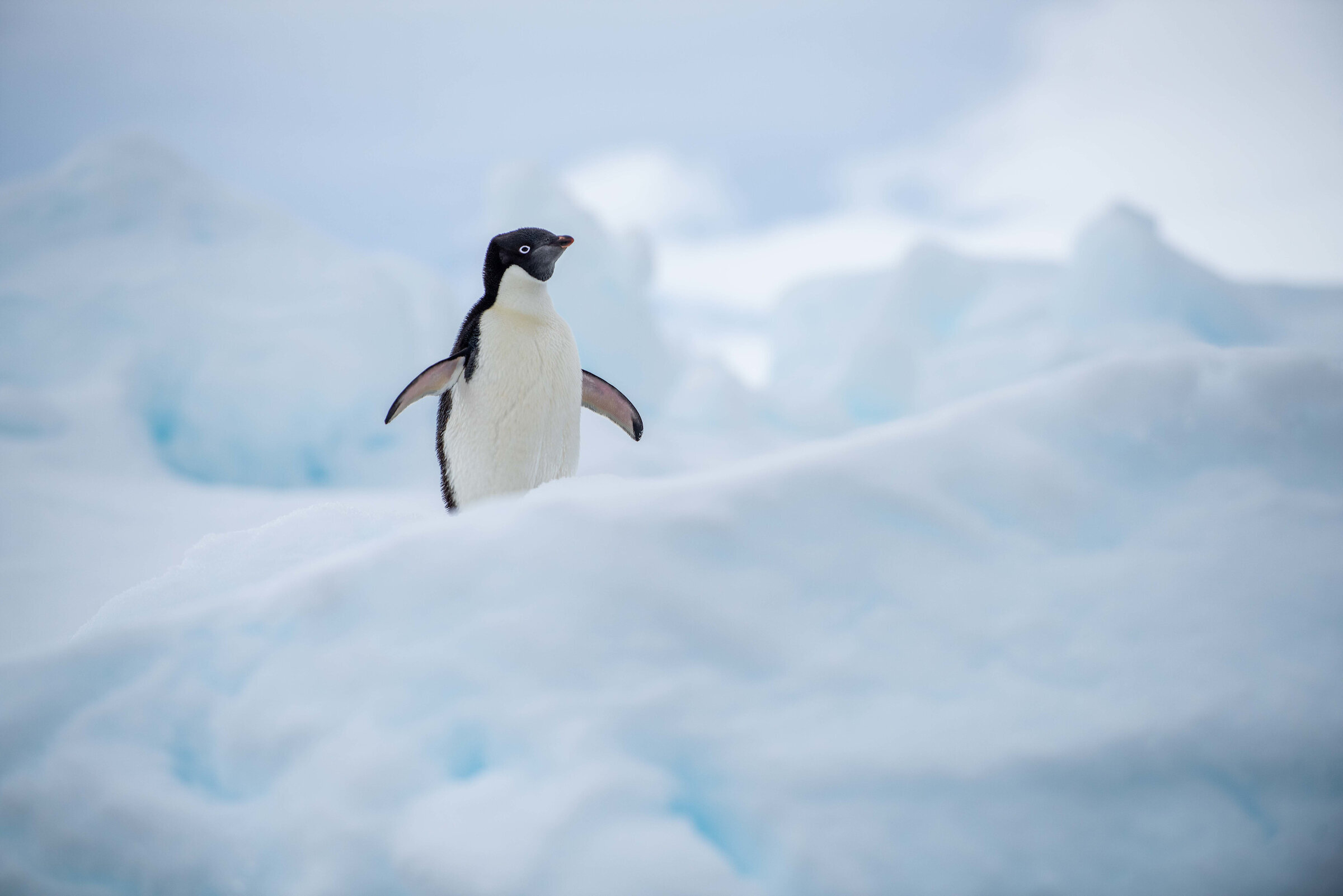 AK_Antarctica_Penguin_5463.jpg
