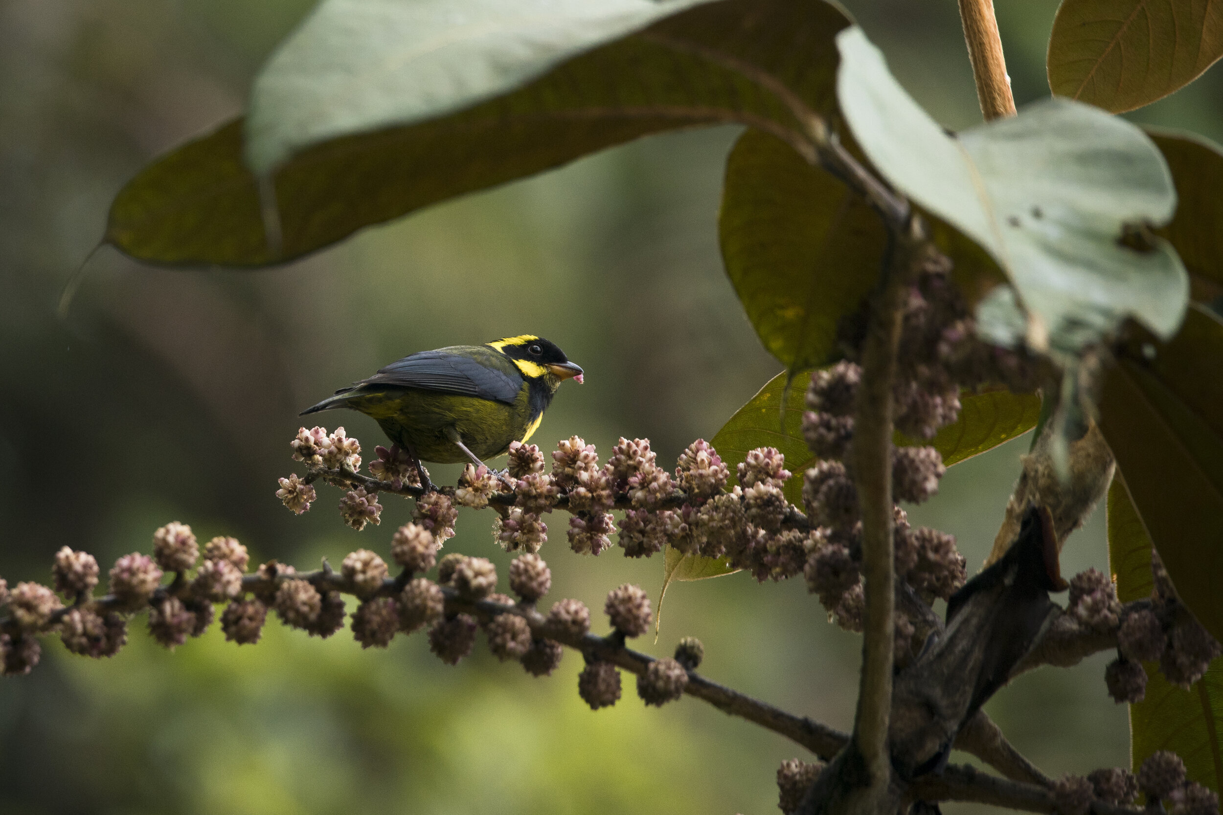  Gold-ringed Tanager, Andes 