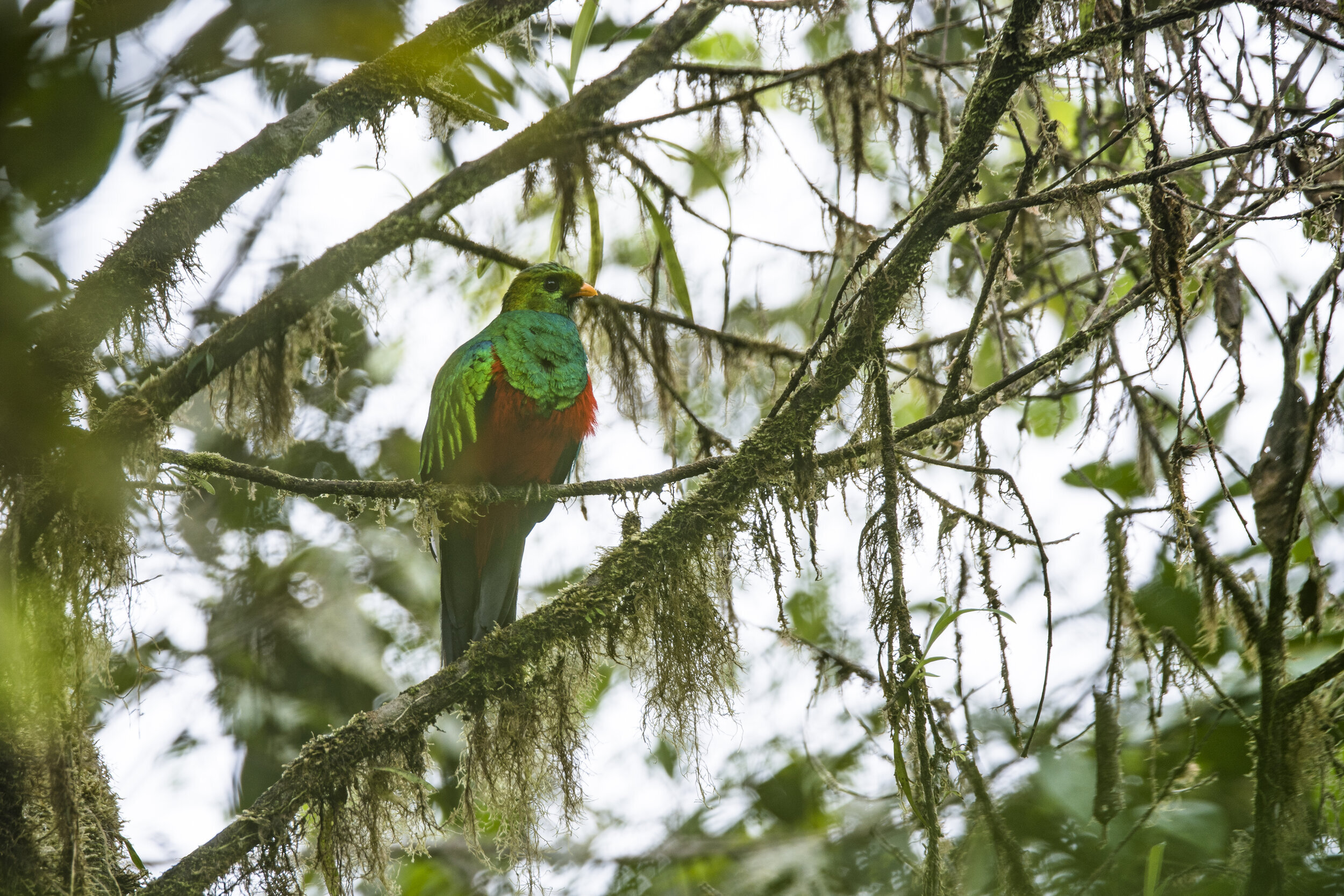  Quetzal, Andes 