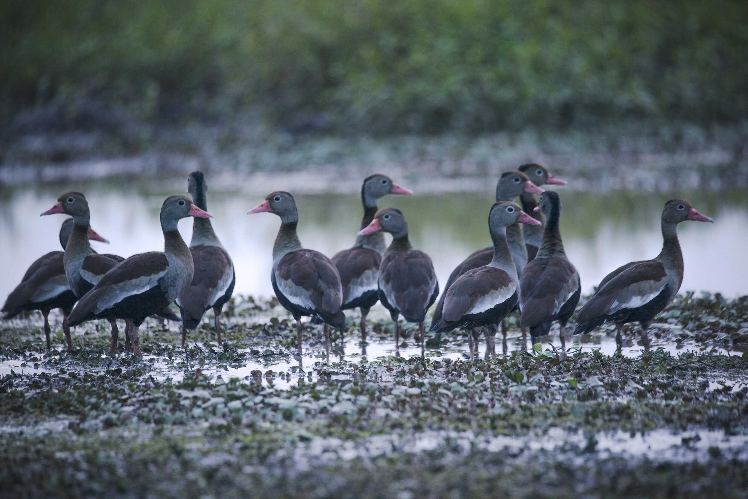  Whistling ducks, Los Llanos 