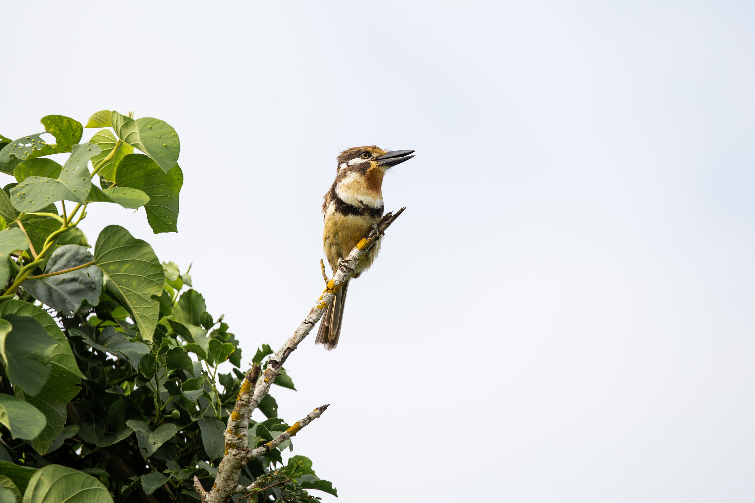  Russet-throated PuffbirdHypnelus ruficollis 