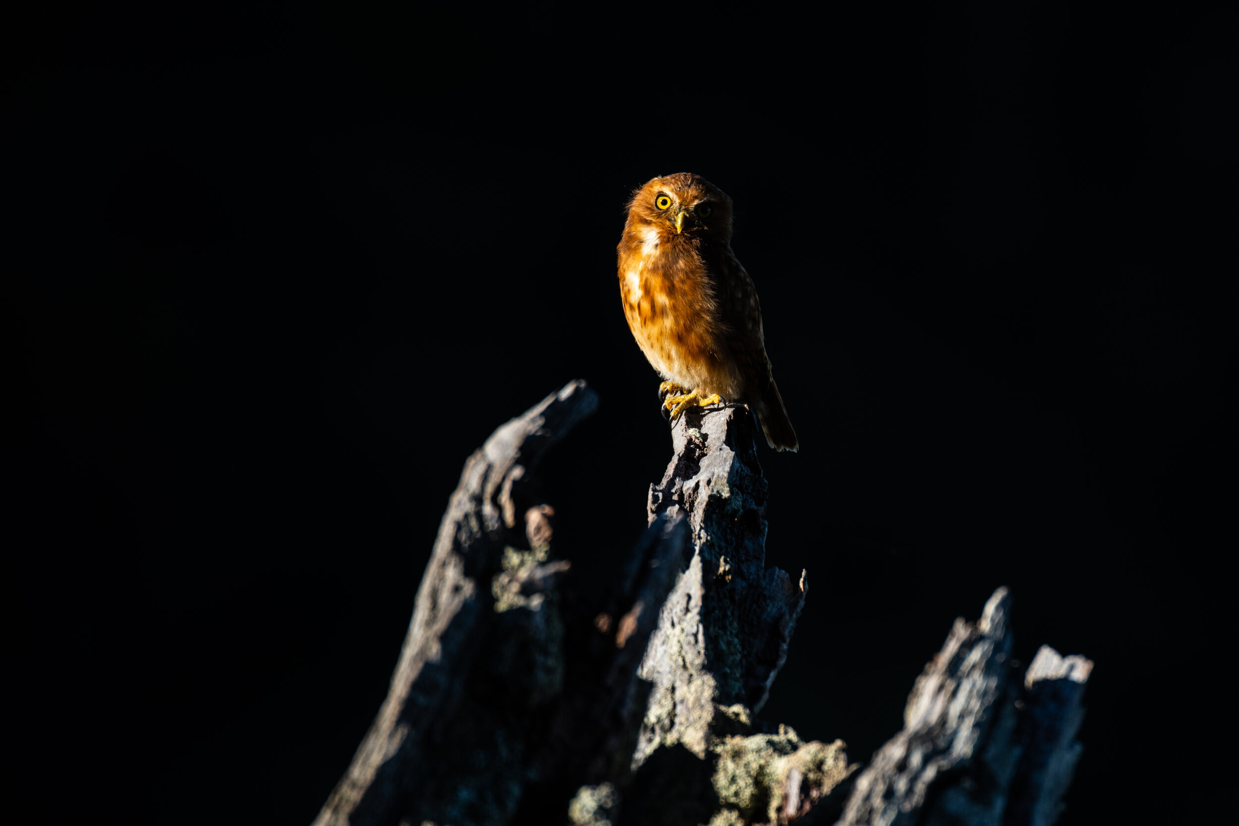 KL_Andean Pygmy-Owl_Glaucidium jardinii (2).jpg