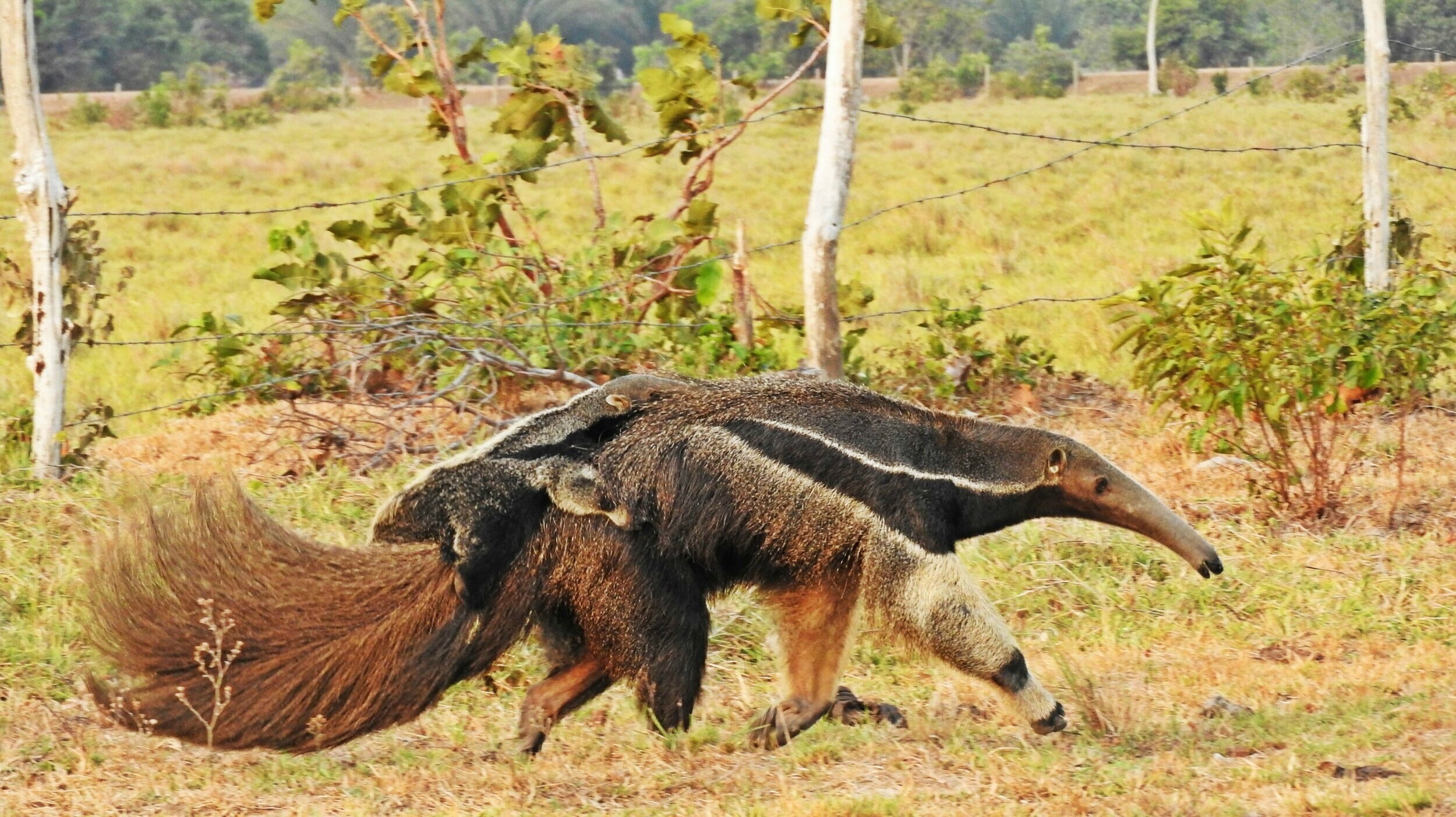  Giant Anteater 