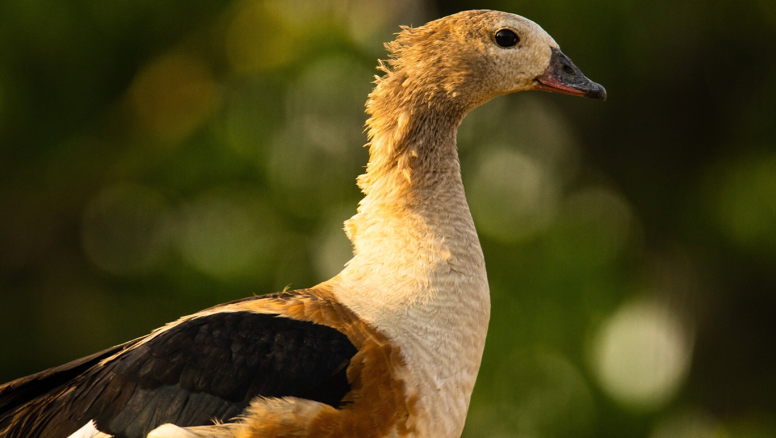 Orinoco Goose 