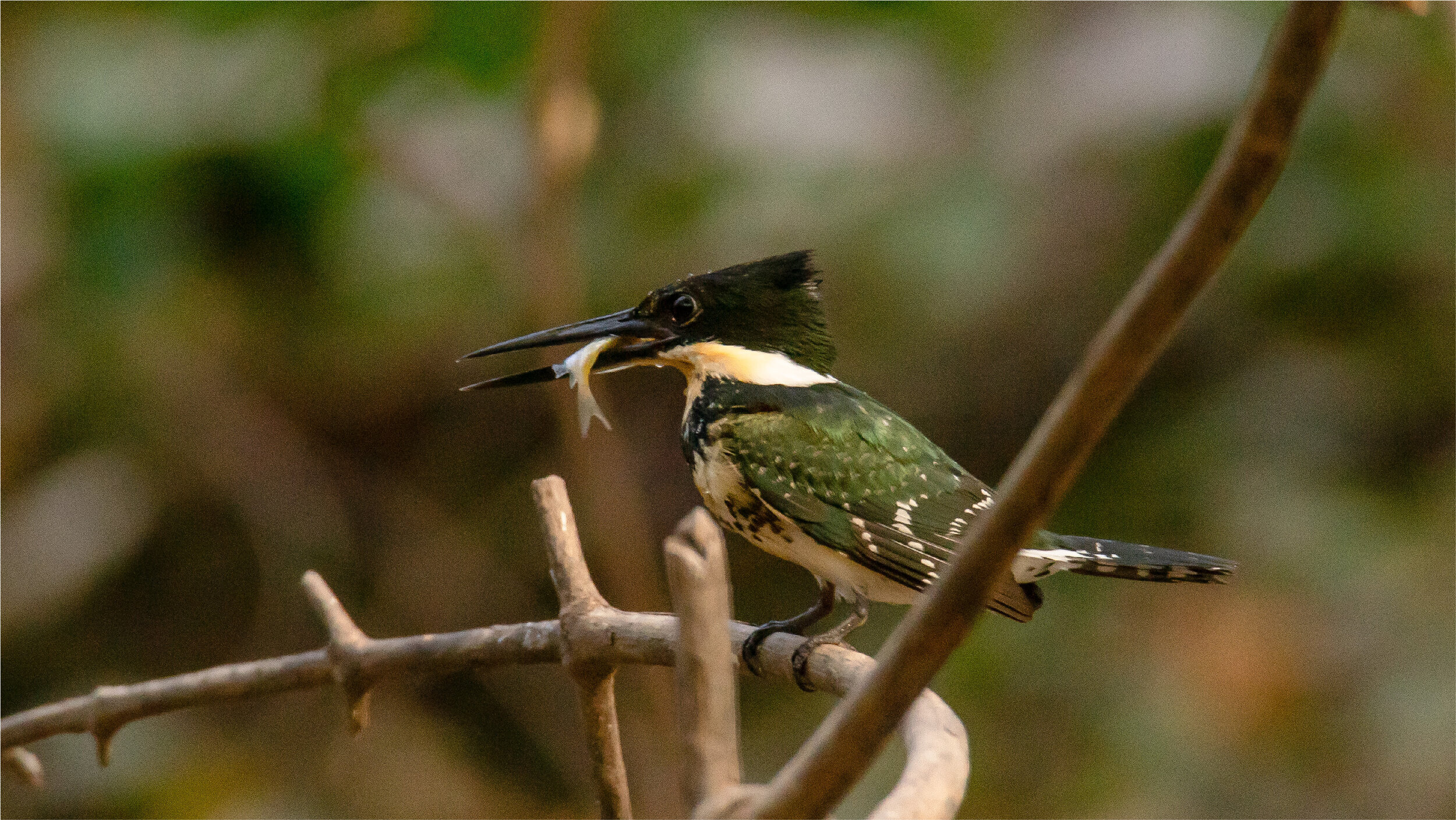 Green Kingfisher