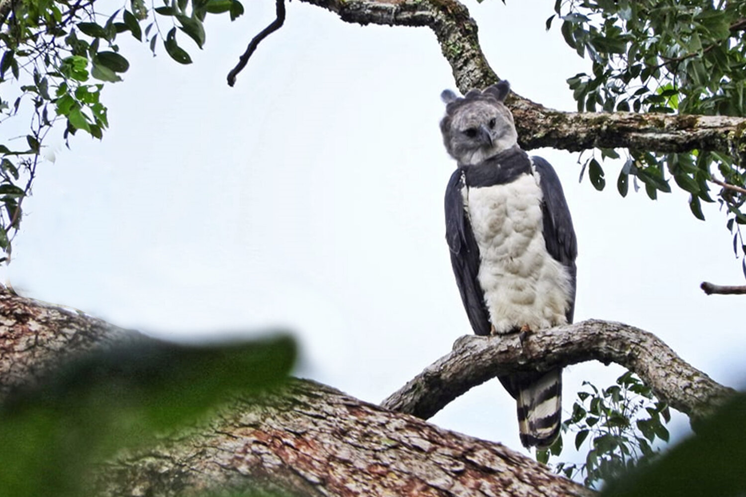 A Colombian Production Company In Search of the Harpy Eagle — WhereNext
