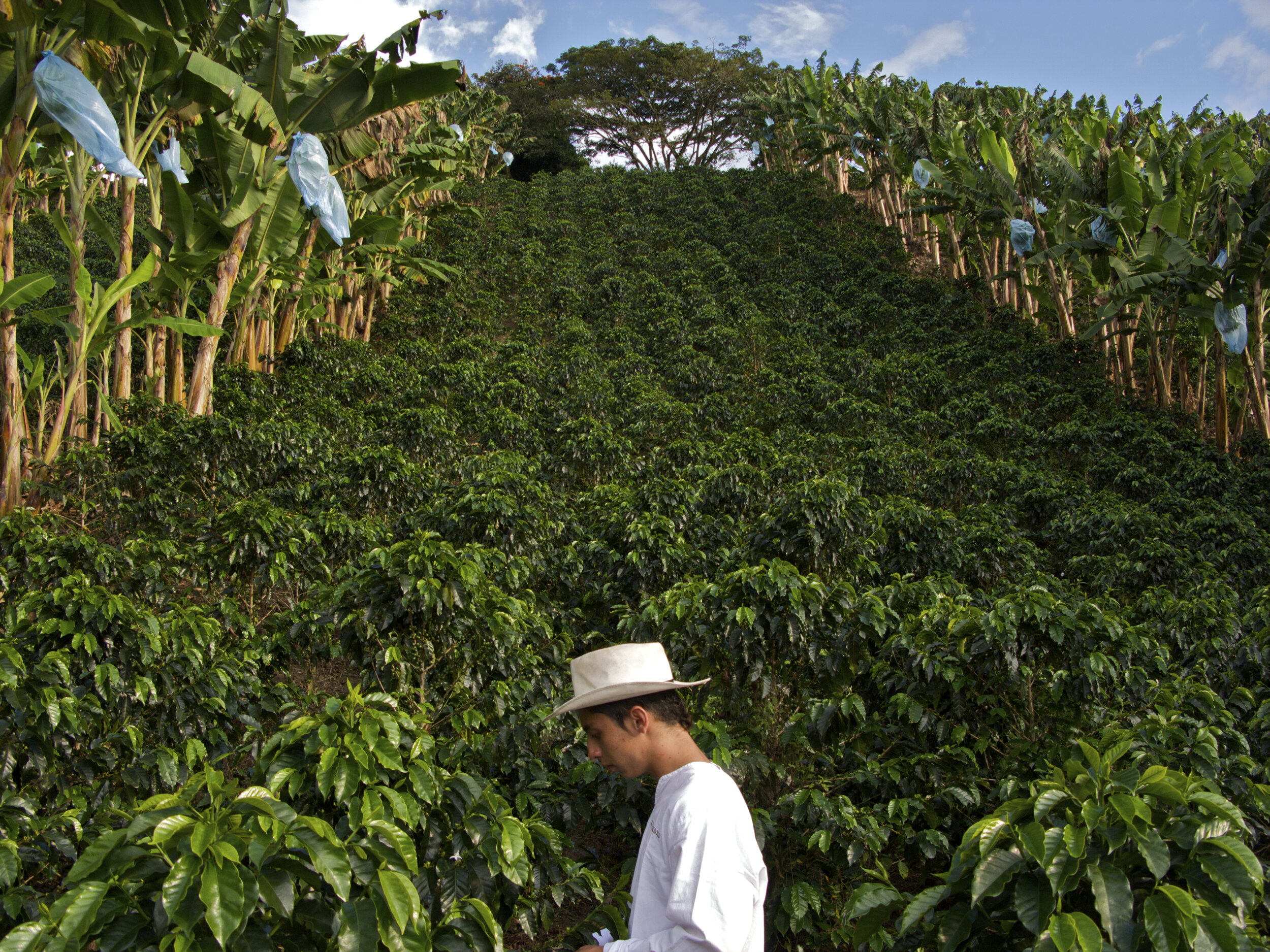 Colombia's Coffee Triangle: Pereira, Manizales And Armenia