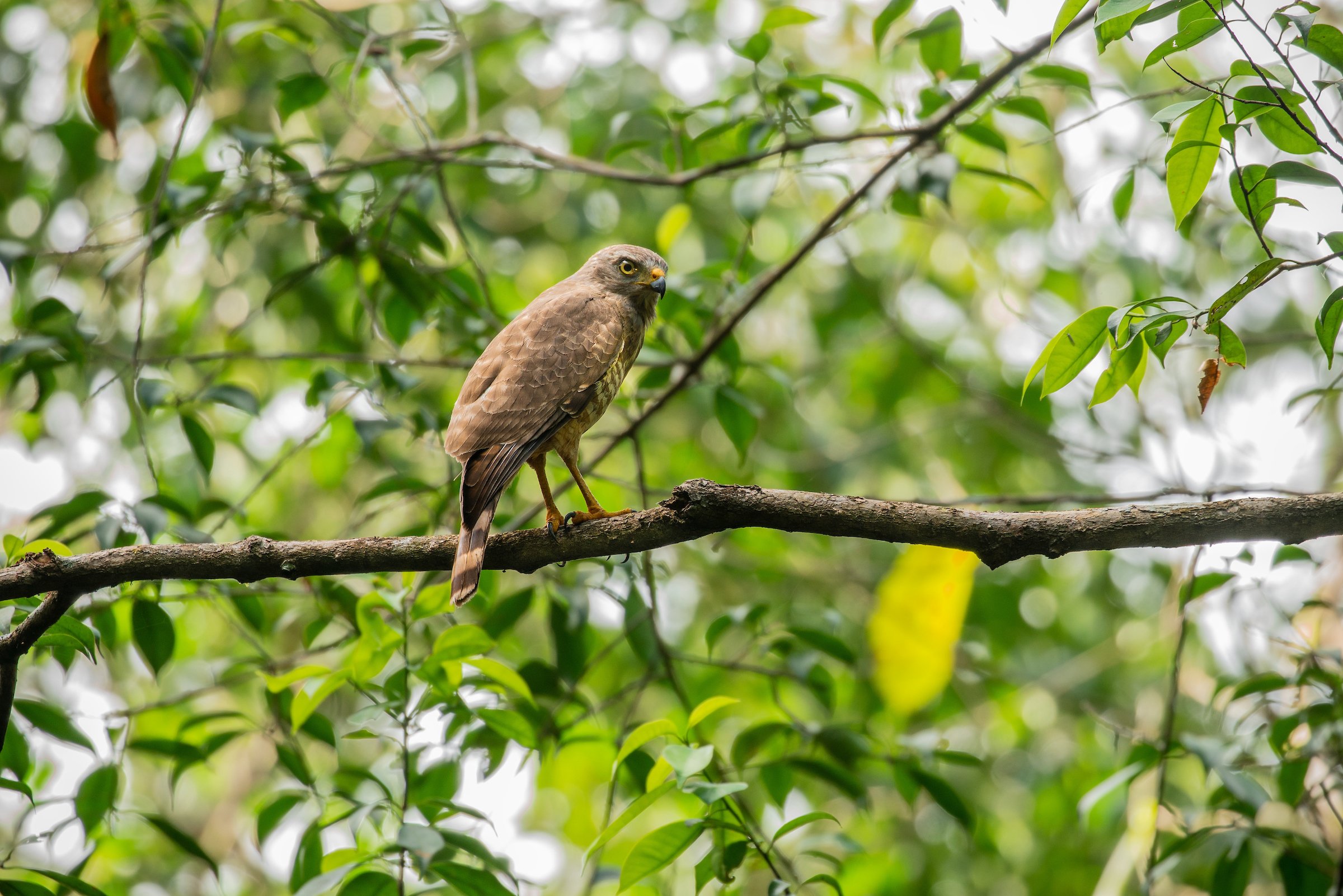 FSC_KINGVULTURE_A7RII_0271.jpg