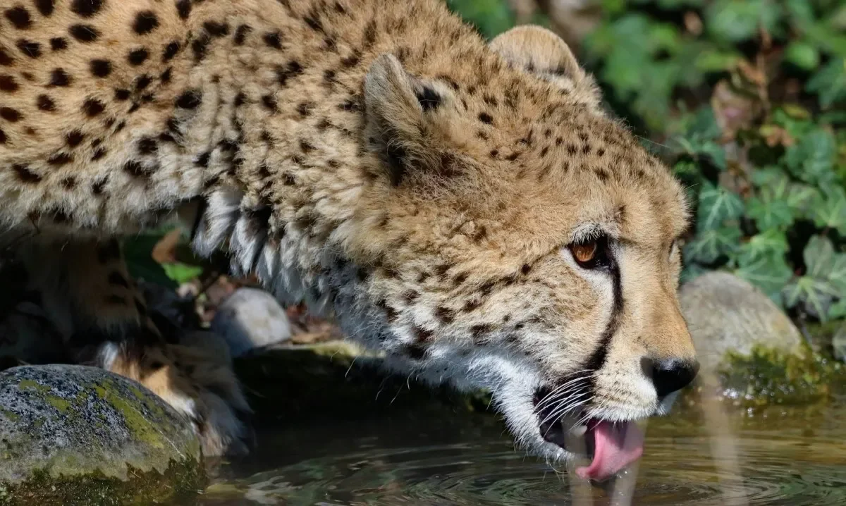 Cheetah