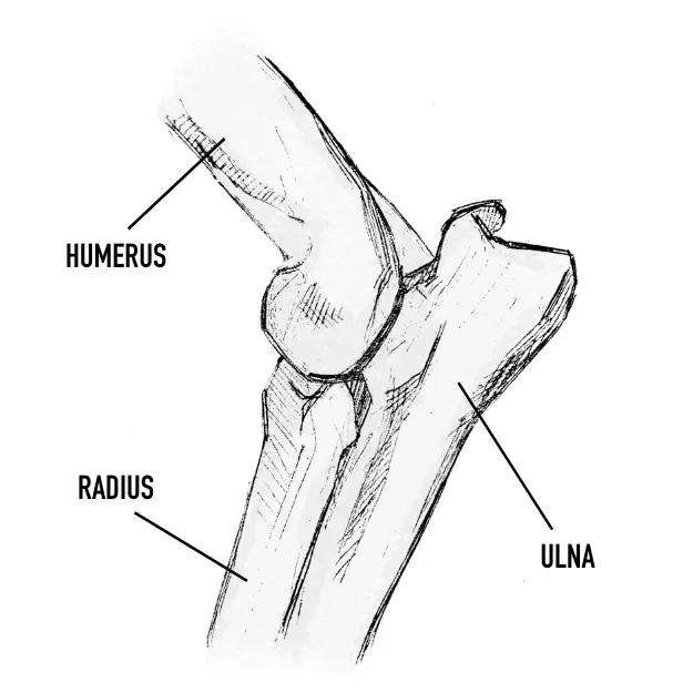 HUMERUS