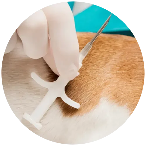 Microchip Needle