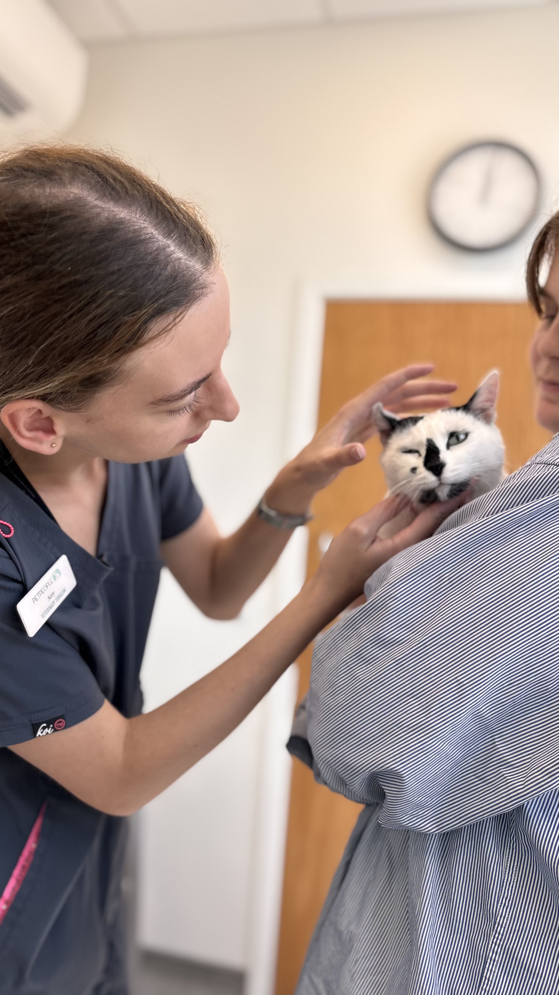 Dental care for cats at PetPeople