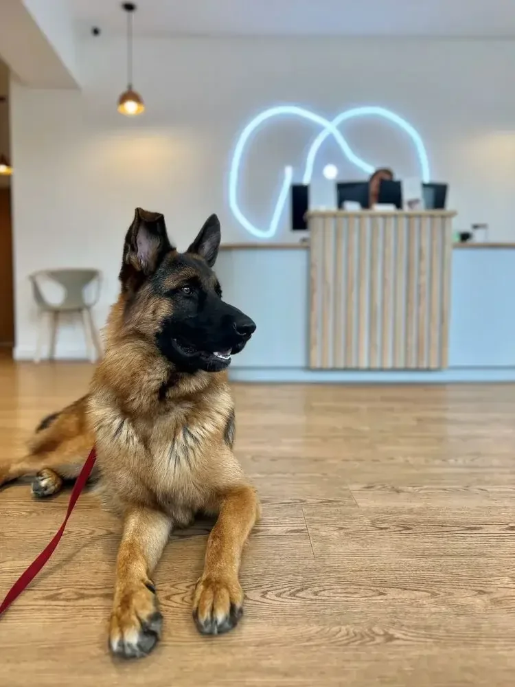 Dog is sitting in PetPeople Clinic