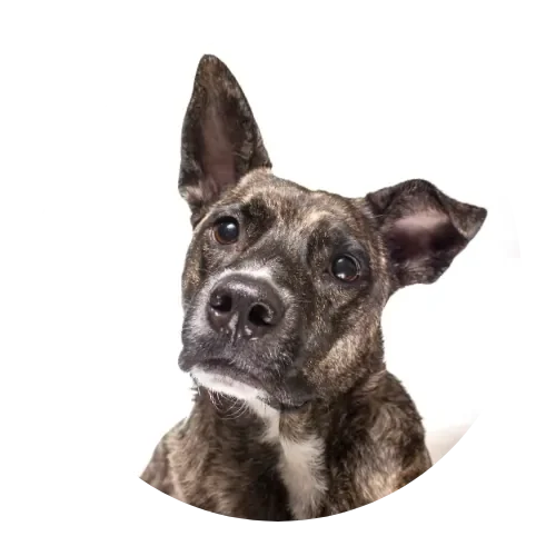 Curious dog