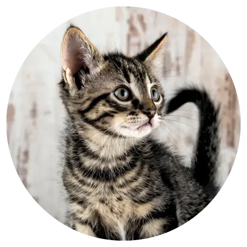Kitten