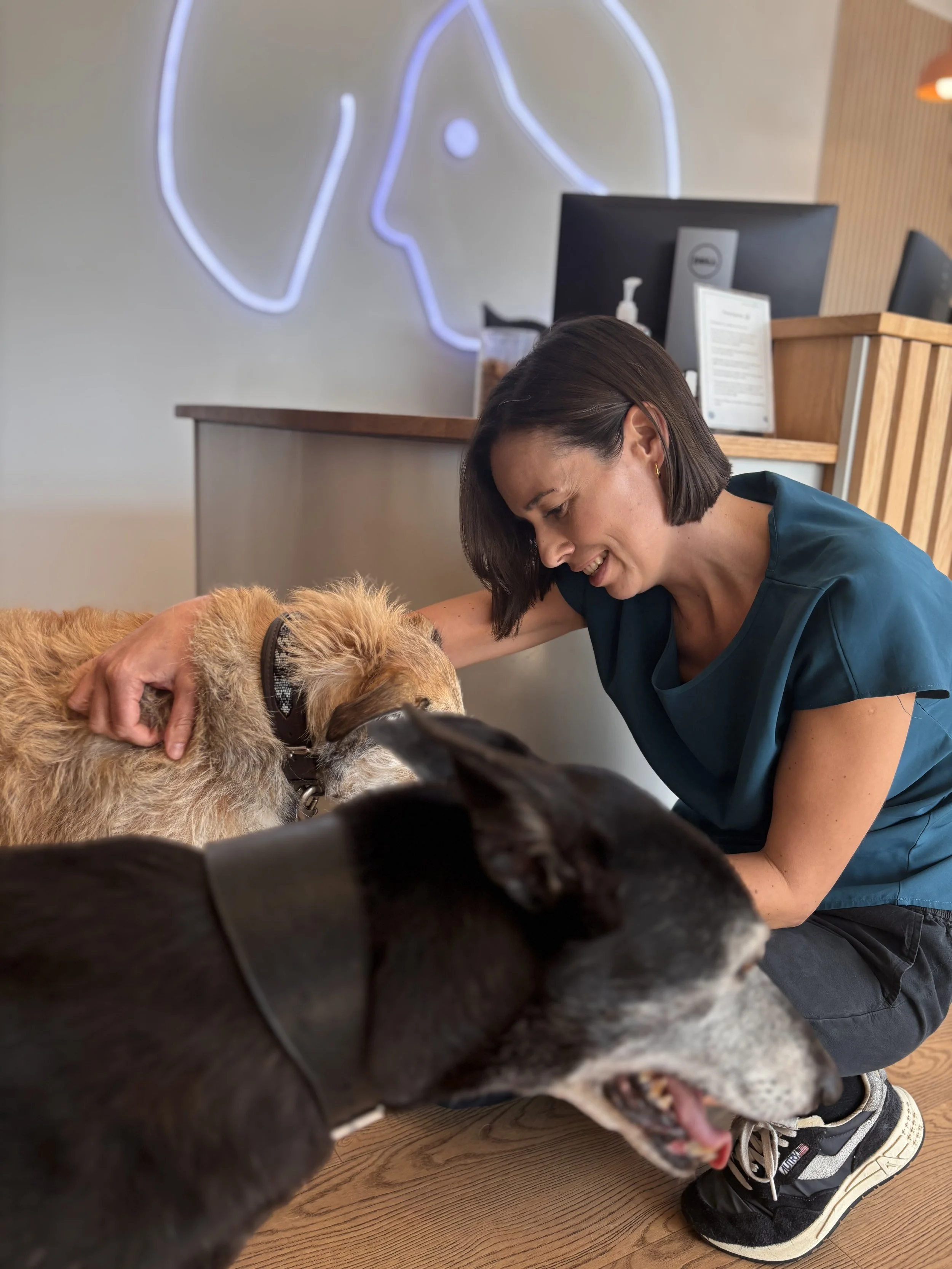 Corkboard with photographs of veterinary staff arranged in rows, labeled with categories like 'Nurses', 'Partners', 'Veterinary Surgeons'. Each photo has a handwritten name, and some are clipped with small clothespins.