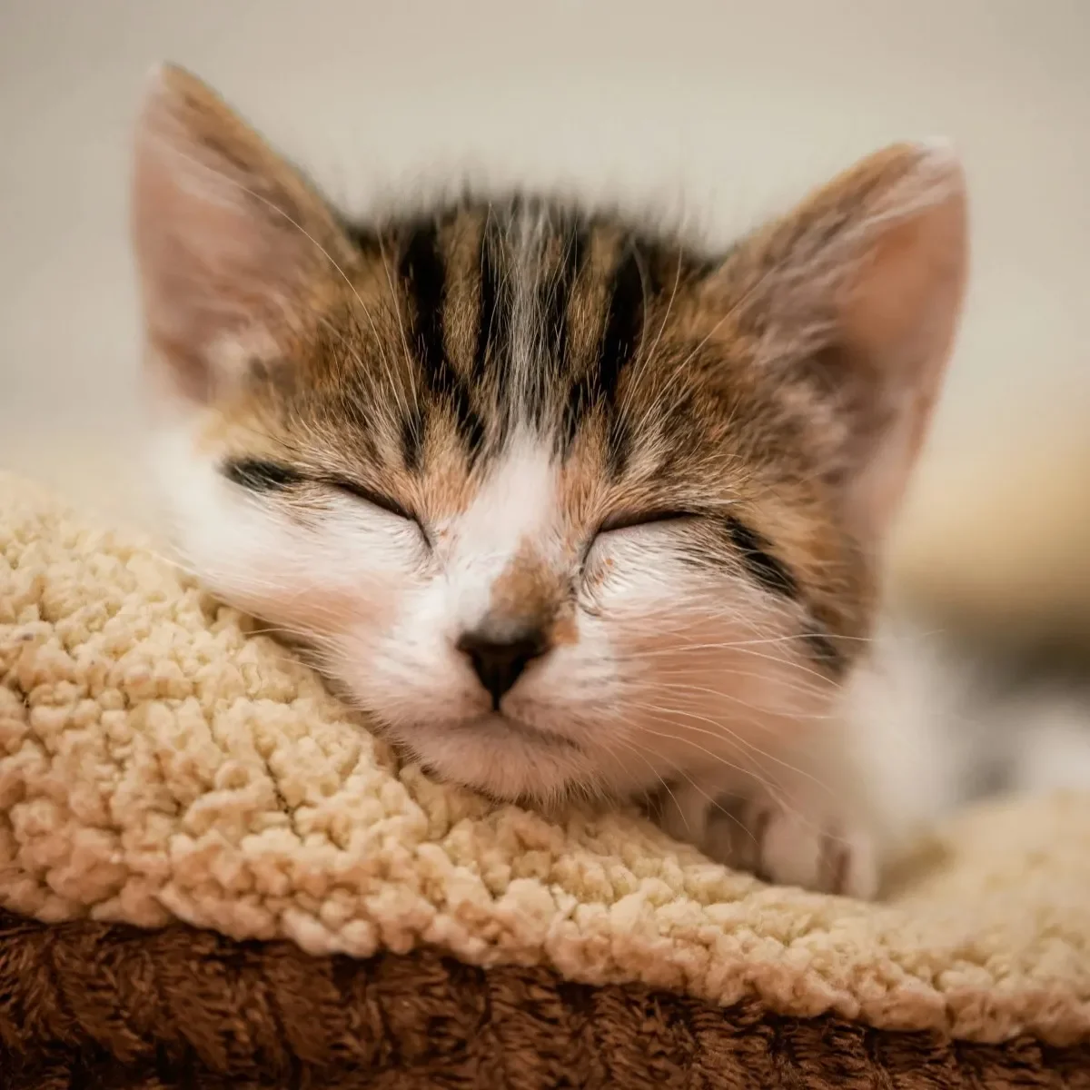 kitten