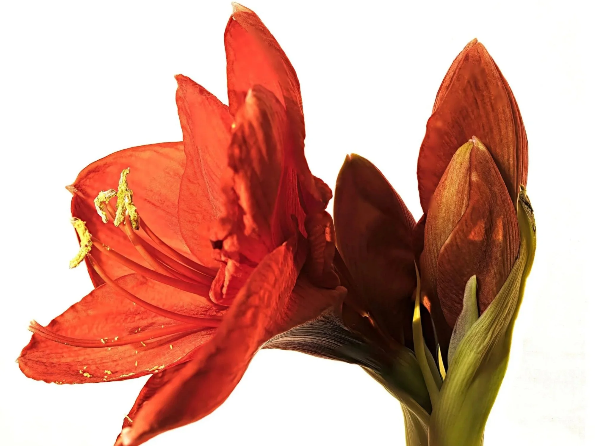 Nothing Is Wasted: The Promise of the Amaryllis