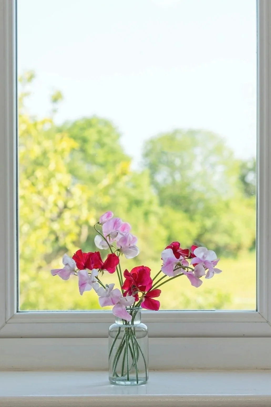 Flowers on window sill