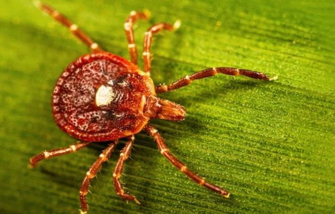 AGS and Tick Problems This Summer