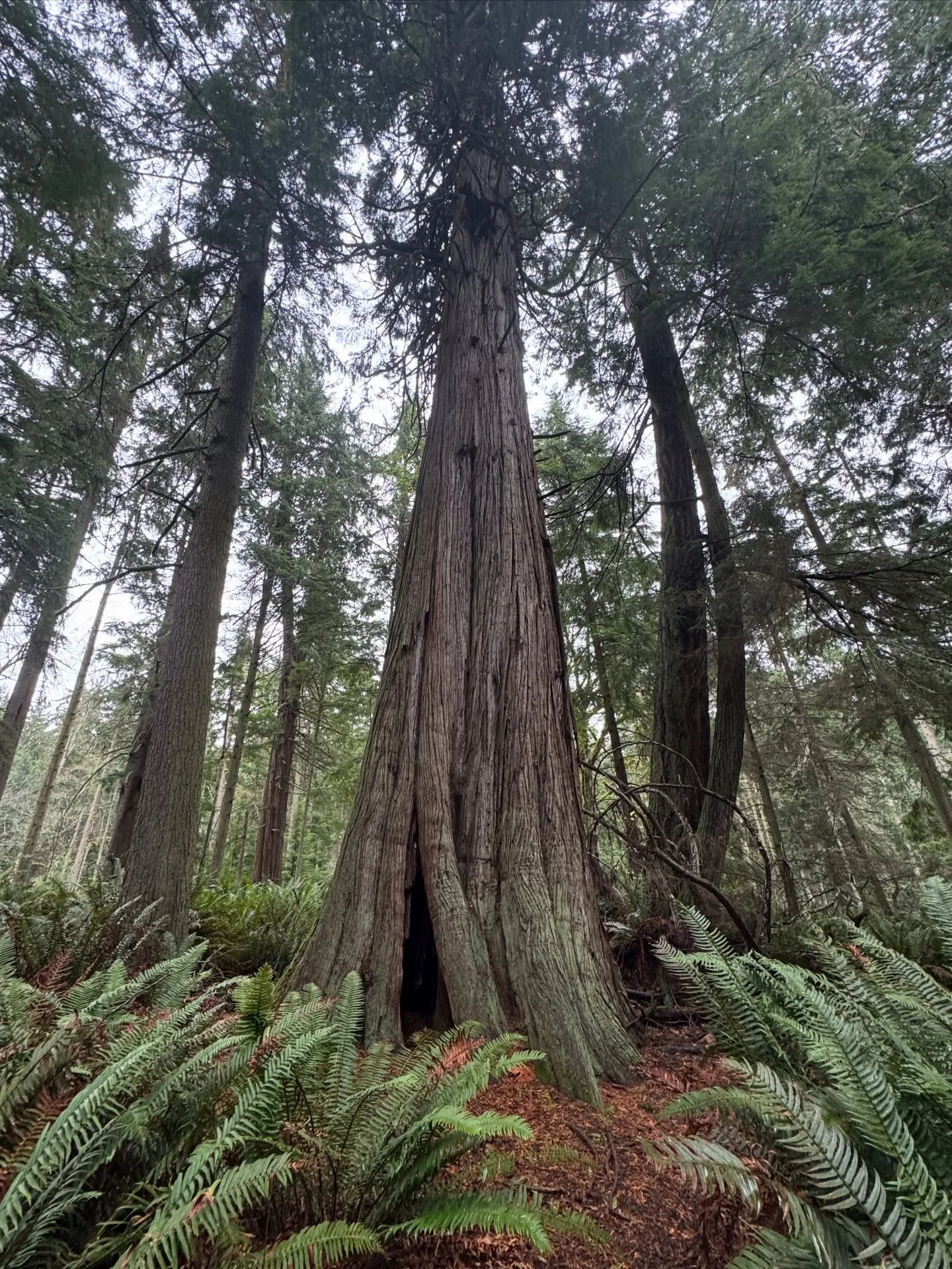 Thankful to be spending time with family on Whidbey Island, home to some amazing hiking and this gorgeous ancient western red cedar tree. 🍁