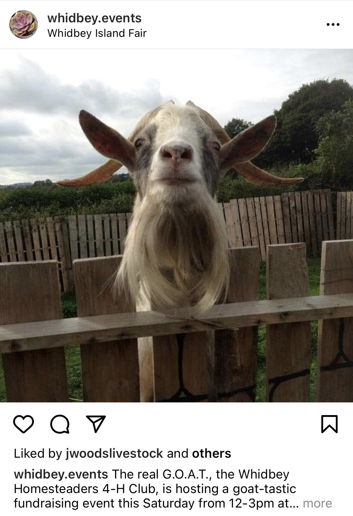 Insta WE goat.jpg