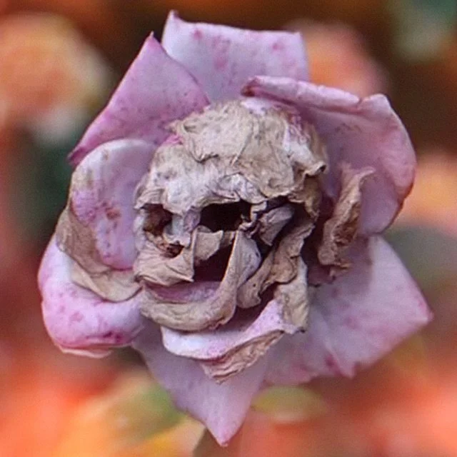 Do you think spring is lovely?
If so, you better think again!
Tomorrow on the Soft Serve Podcast I talk about how horrible and bloody spring REALLY is! ☠️💀☠️
#spring #death #seasonofdeath #springcleaning #westernmass