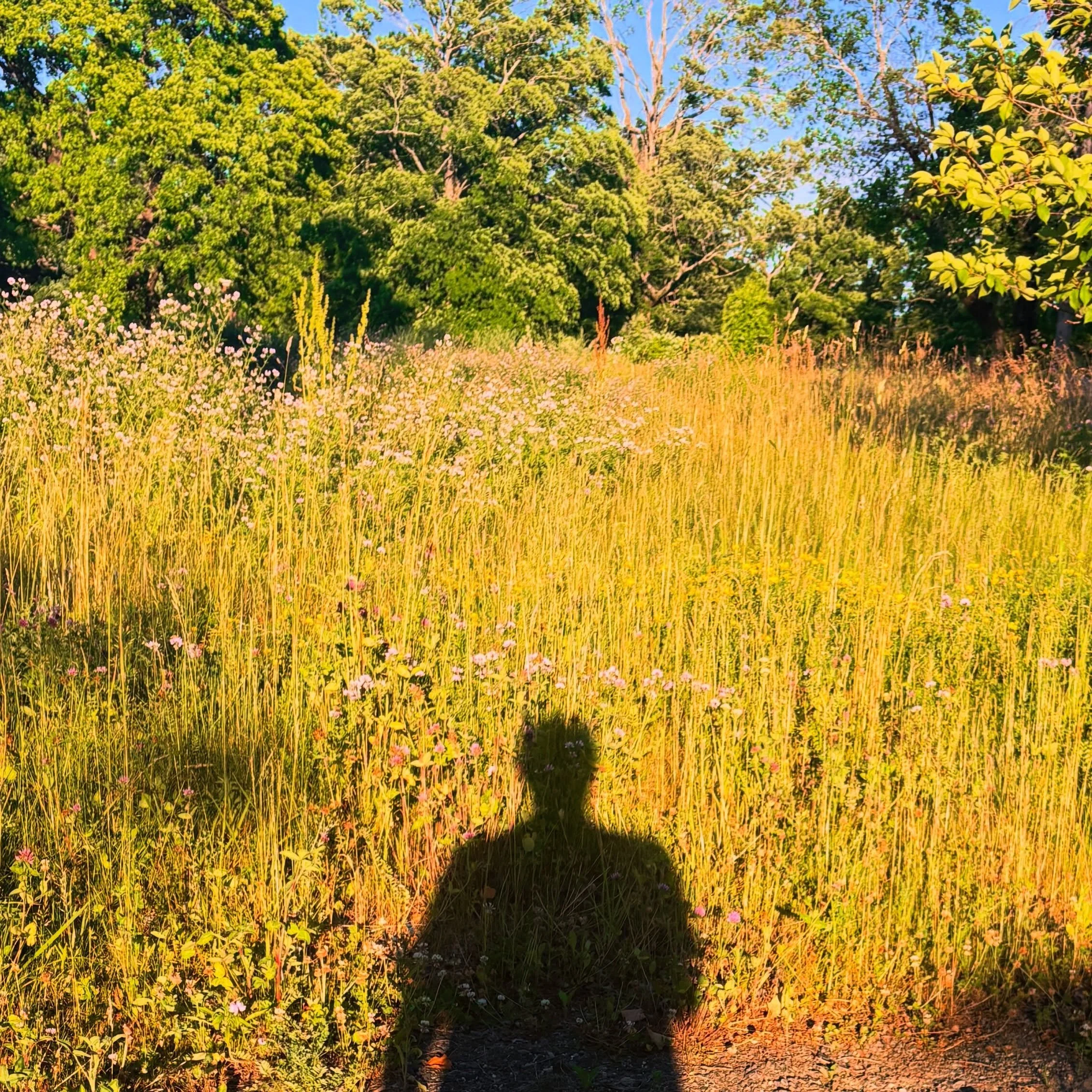 I fucking LOVE these late summer evening walks through town.
