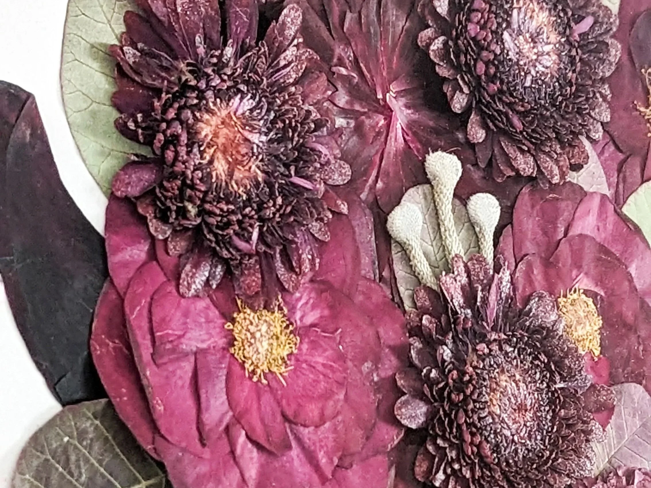 Close-up of burgundy-colored flowers with dark centers and yellow stamens, surrounded by leaves.