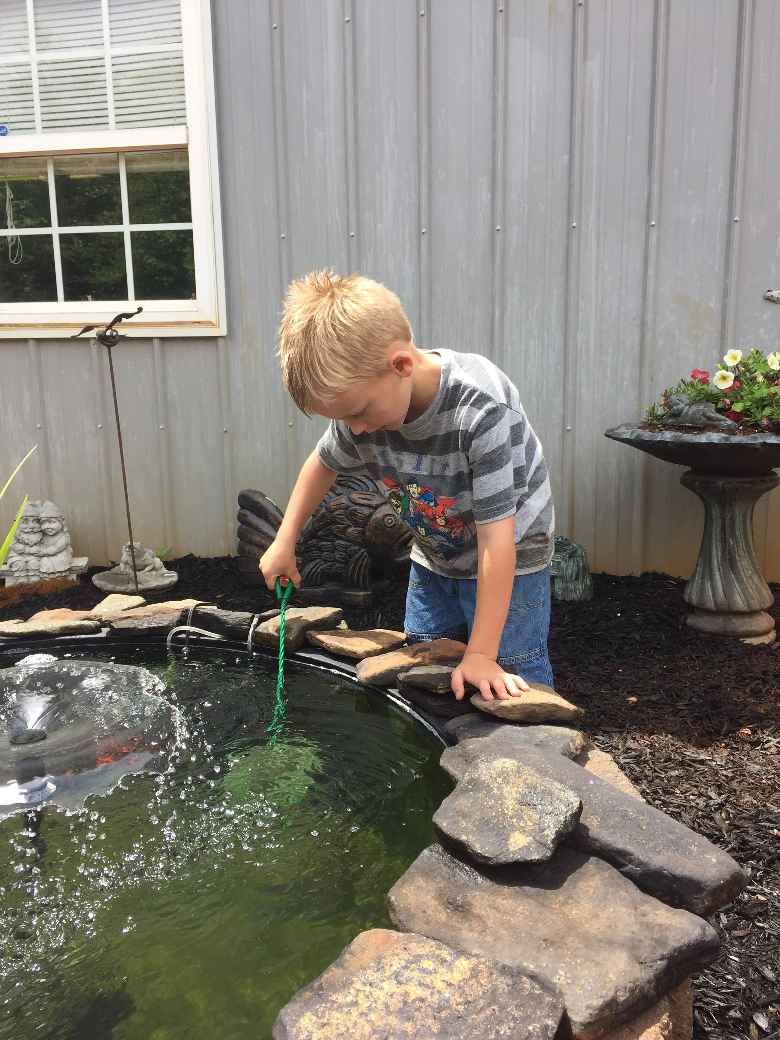 Koi Pond Maintenance — Fairview Water Gardens