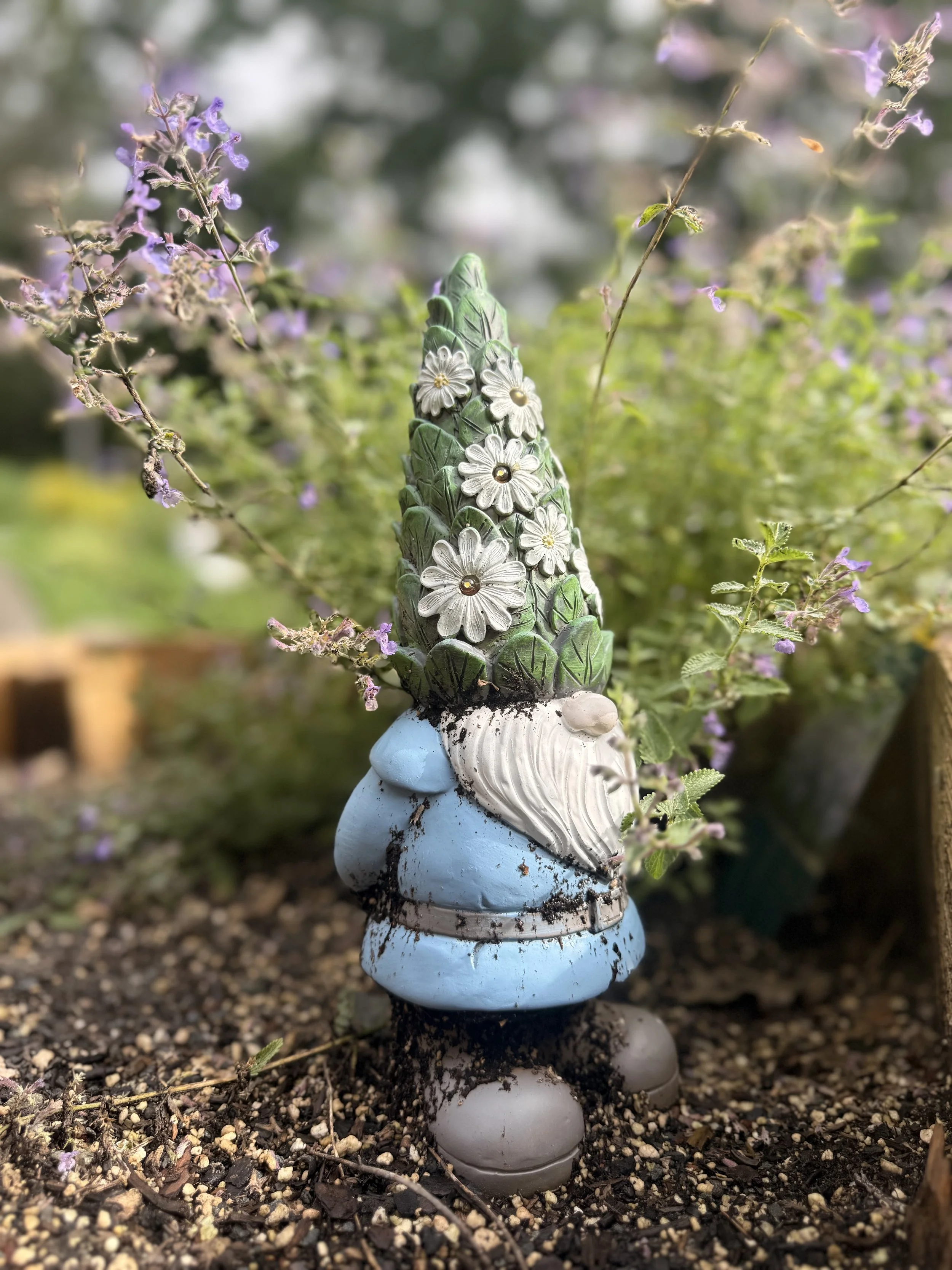 🪴 A charming garden gnome nestles among flowering plants in the garden at Alpine Four Season Lodge.
