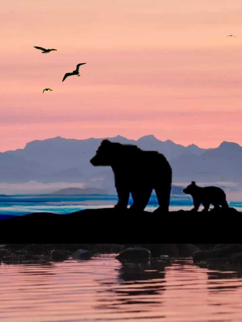 Bears.jpg
