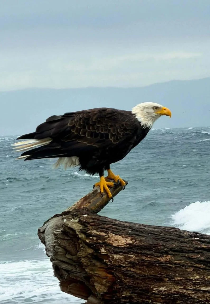 Eagle.jpg