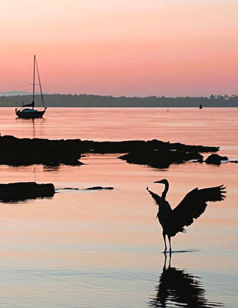Sailboat & Heron in the Sunset