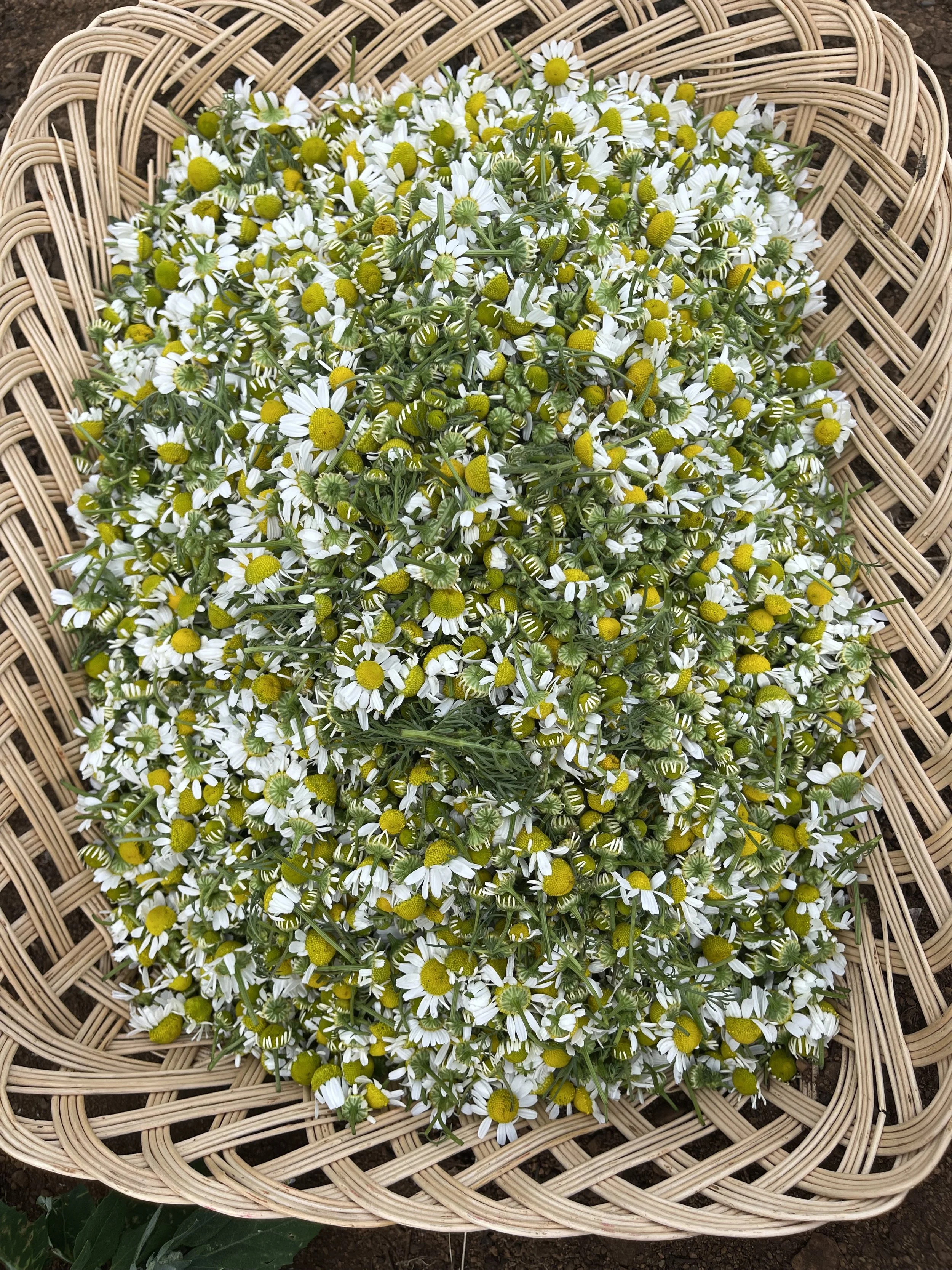 Chamomile Harvest - Making an acquaintance with the Herb of Tranquil Spirit.