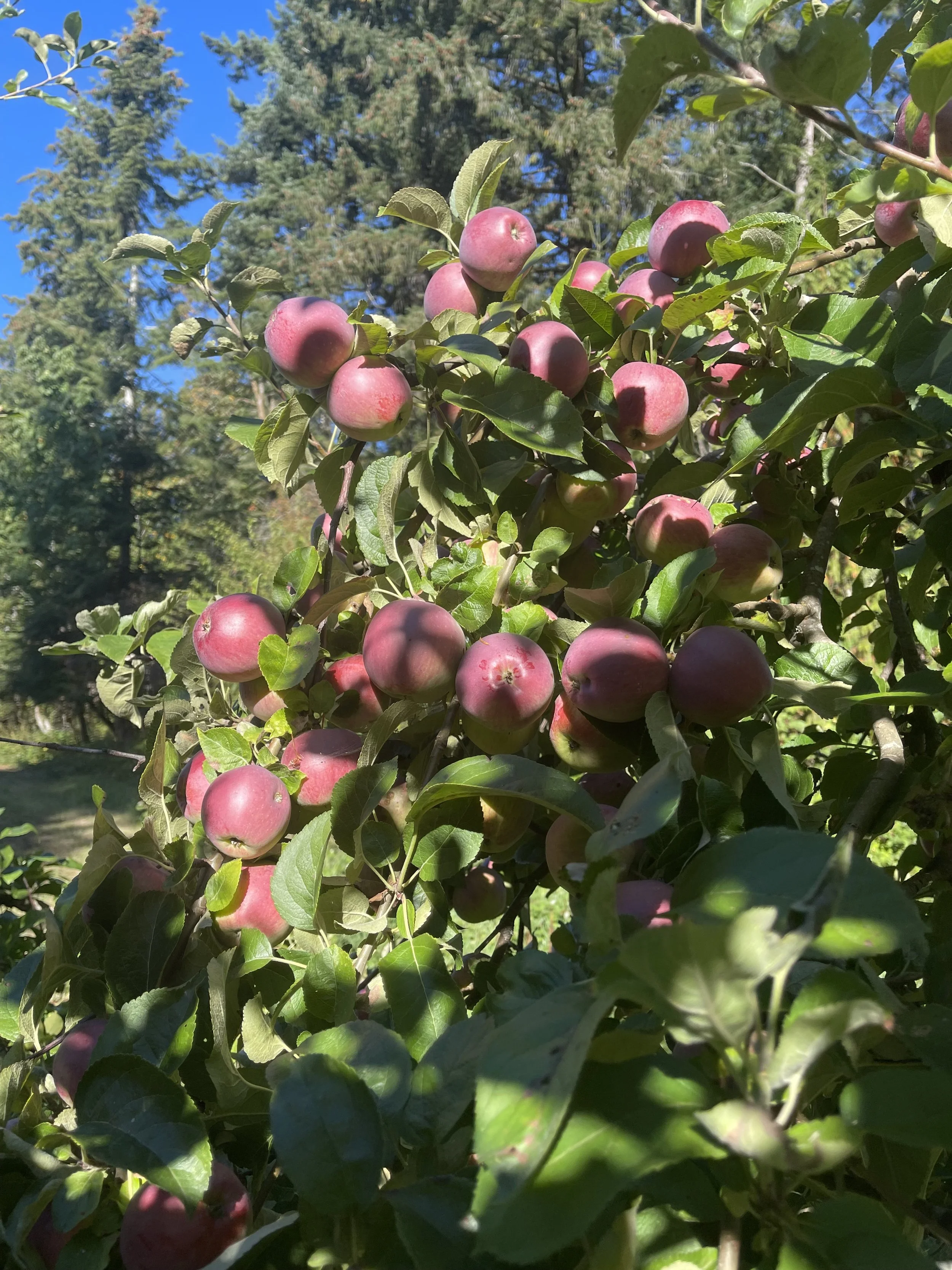 The Incredible Magic of Apples