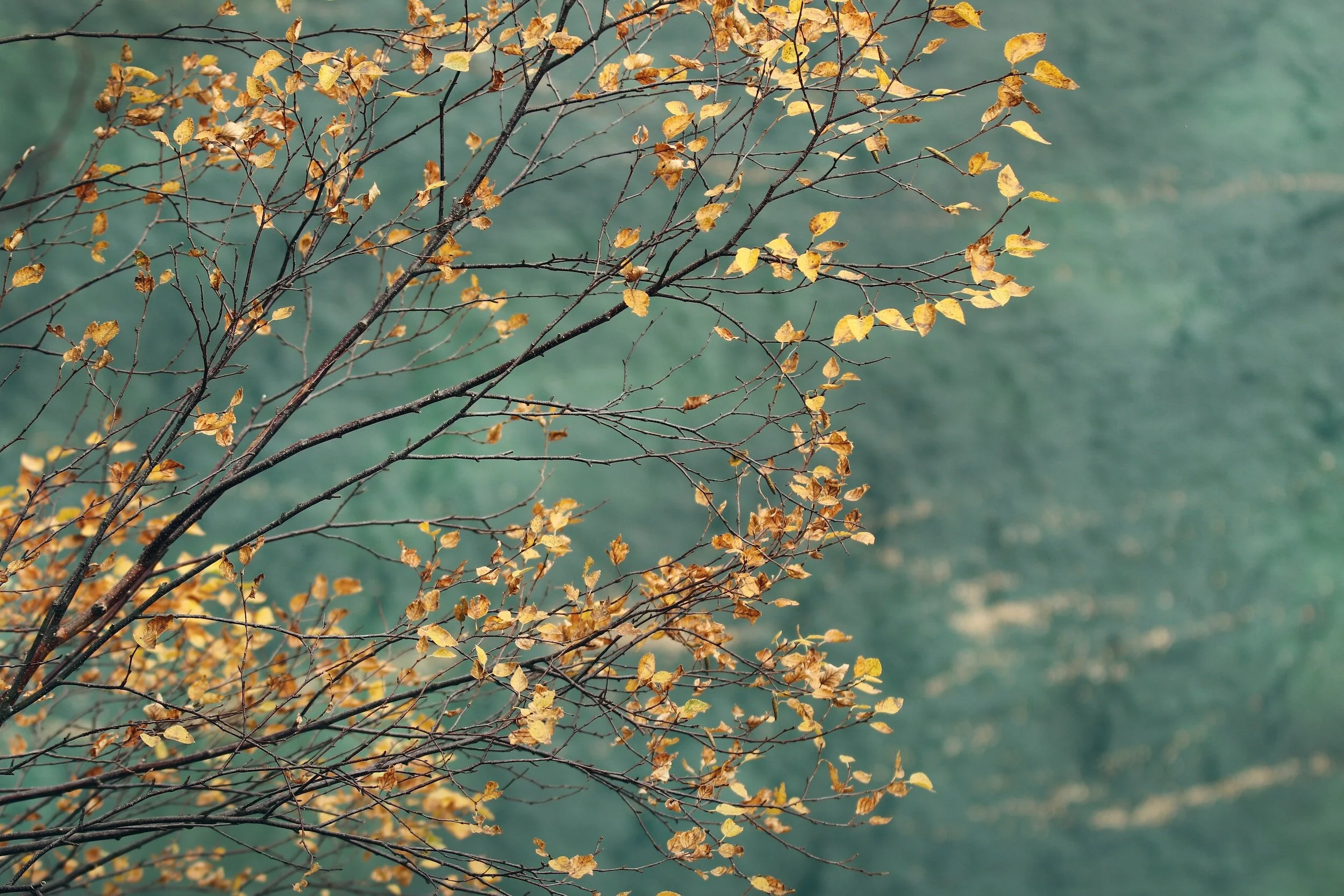 Late Summer - Early Autumn